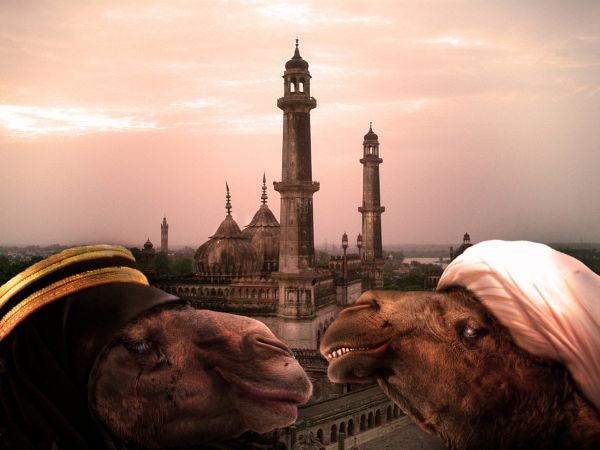 Creation of Camel Courting : Final Result